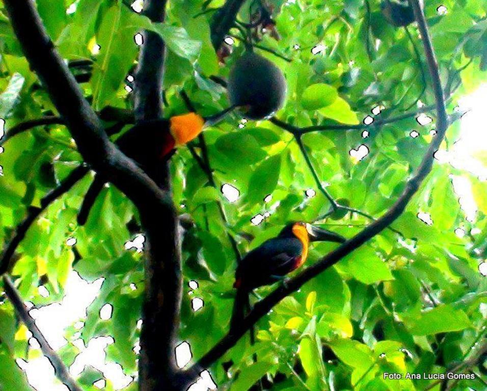 Hostel Rio Nature Hostel Rio de Janeiro