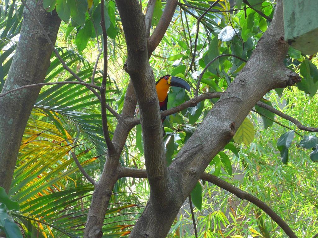 Rio Nature Hostel Asrama Rio de Janeiro